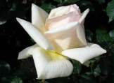 Roses 179.jpg